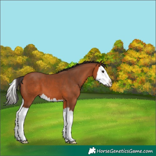 Horse Color:Bay Splash 