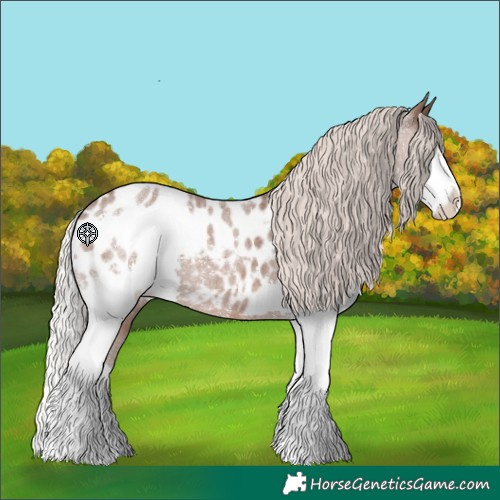 Horse Color:Silver Blue Roan Splash Appaloosa 