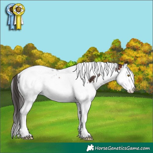 Horse Color:White Spotted Bay Splash Tobiano 