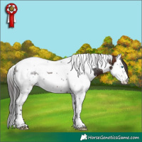Horse Color:White Spotted Brown Splash Tobiano 