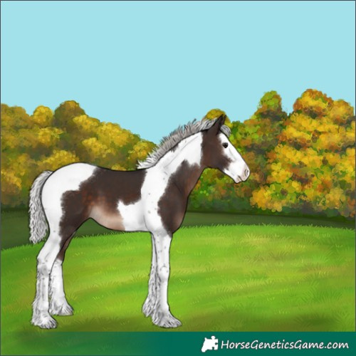 Horse Color:Silver Brown Splash Tobiano 