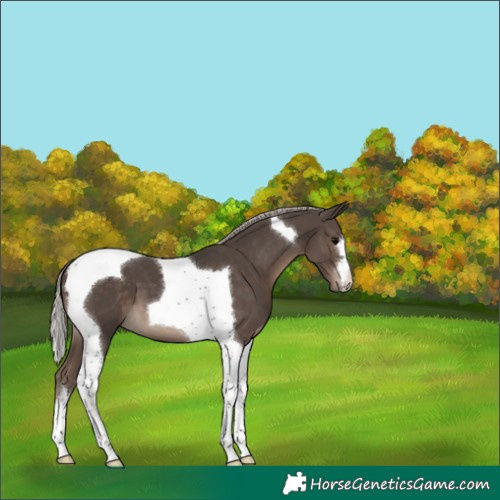 Horse Color:Silver Black Tobiano 
