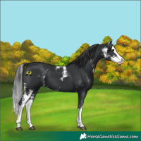 Horse Color:Black Sabino Splash 