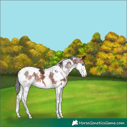 Horse Color:White Spotted Bay Splash Tobiano 