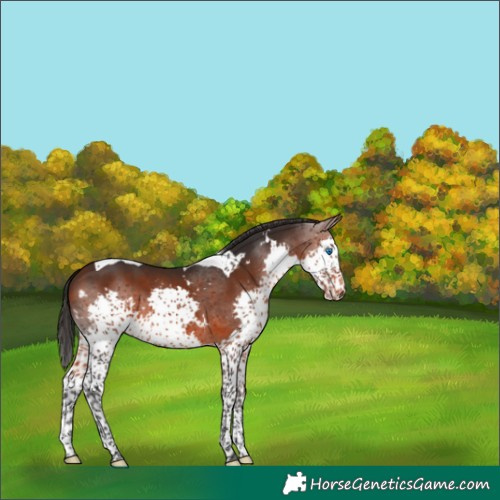 Horse Color:White Spotted Brown Splash Tobiano 