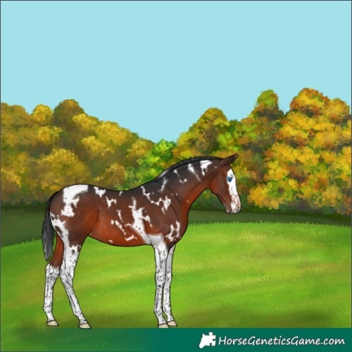 Horse Color:White Spotted Brown Splash Tobiano 