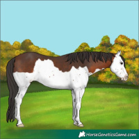 Horse Color:Brown Splash
