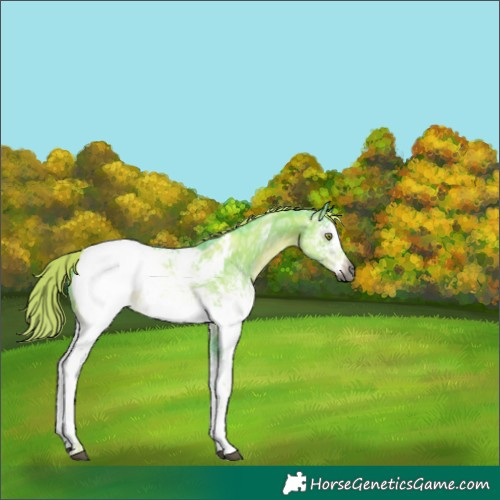 Horse Color:Gray Watercolor White Spotted Liver Chestnut Ice Pearl Appaloosa Rabicano 