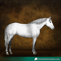 Horse Color:Gray Black 