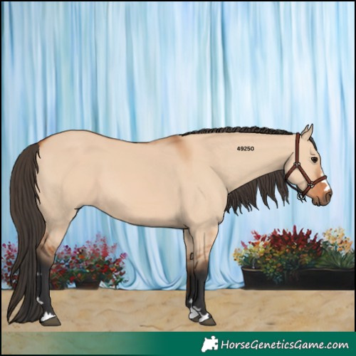 Horse Color:Bay Dun 