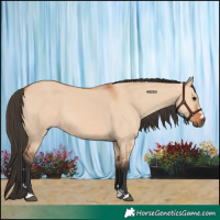 Horse Color:Bay Dun 