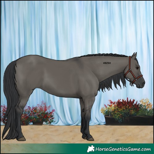 Horse Color:Grullo
