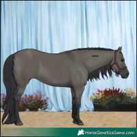 Horse Color:Grullo 