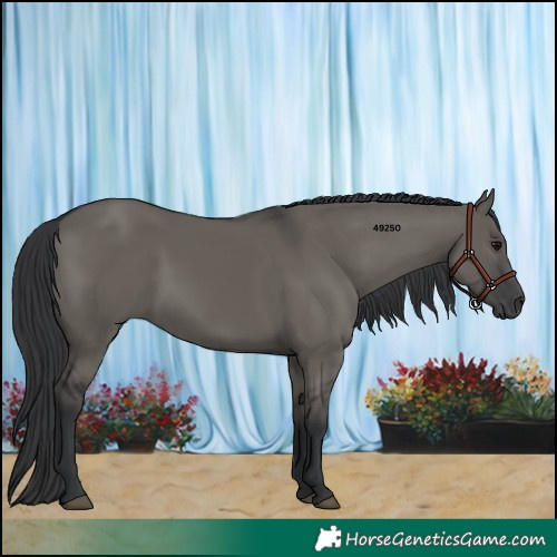 Horse Color:Grullo 