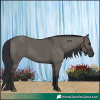 Horse Color:Grullo 