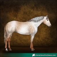 Horse Color:Gray Red Dun