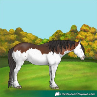 Horse Color:Brown Splash