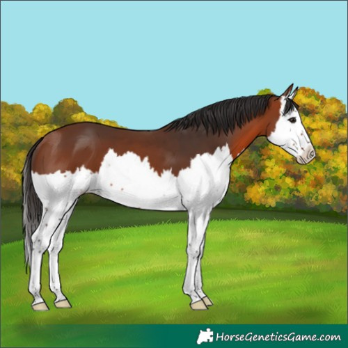 Horse Color:Bay Splash 