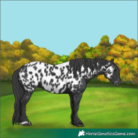 Horse Color:Black Near Leopard