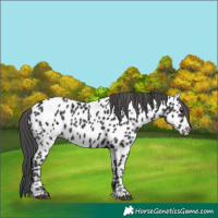 Horse Color:Black Appaloosa