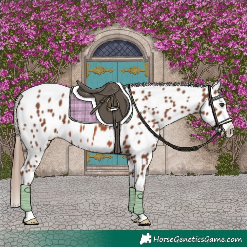 Horse Color:Chestnut Appaloosa 