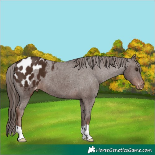 Horse Color:Liver Chestnut Appaloosa 