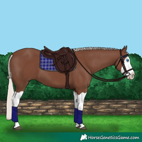 Horse Color:Silver Black Splash 