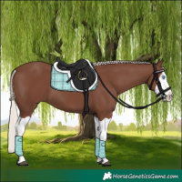 Horse Color:Silver Black Splash 