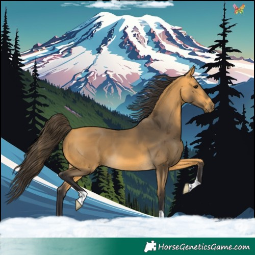 Horse Color:Buckskin 
