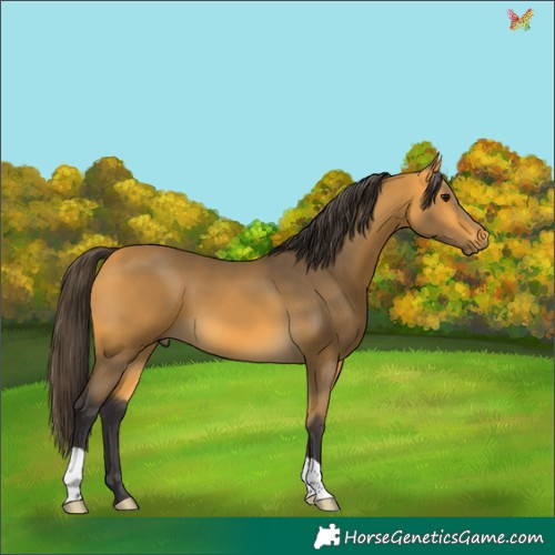 Horse Color:Buckskin 
