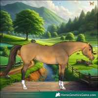 Horse Color:Buckskin 