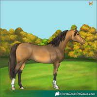 Horse Color:Buckskin 