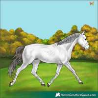 Horse Color:Buckskin Sabino 