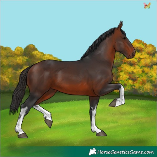 Horse Color:White Spotted Bay 