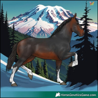 Horse Color:White Spotted Bay 