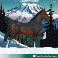 Horse Color:White Spotted Bay 