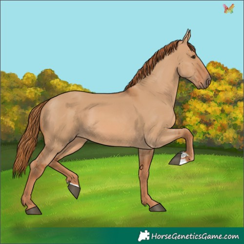 Horse Color:Red Dun