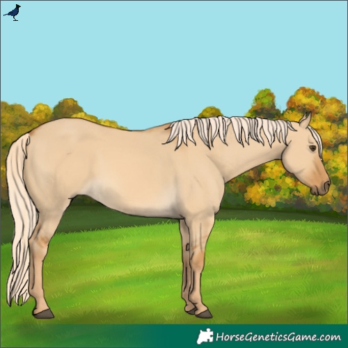 Horse Color:Palomino Dun Rabicano 