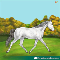 Horse Color:Bay Sabino 
