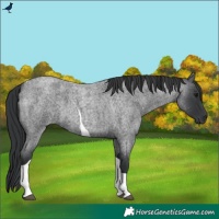 Horse Color:Blue Roan Tobiano 