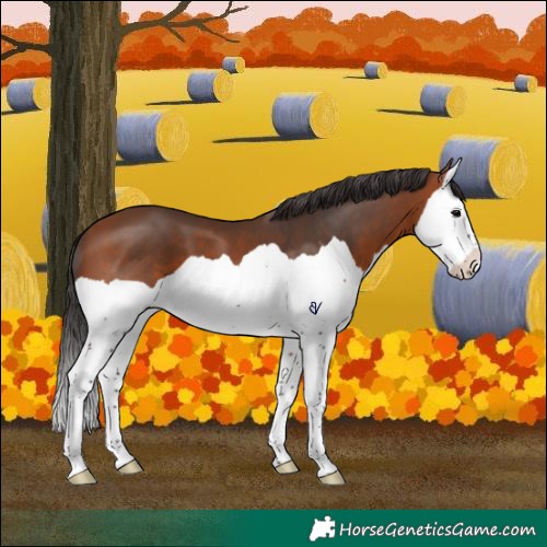 Horse Color:Bay Splash 