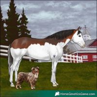 Horse Color:Bay Splash 