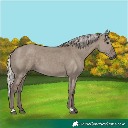 Horse Color:Silver Grullo 
