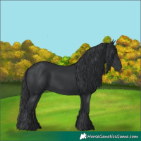 Horse Color:Black 