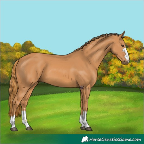 Horse Color:Chestnut 