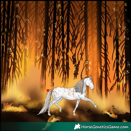 Horse Color:Gold Champagne Splash Appaloosa 