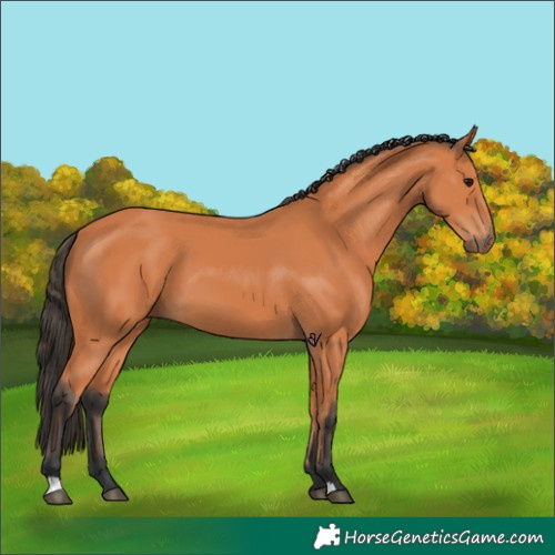 Horse Color:Bay 
