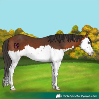 Horse Color:Bay Splash 