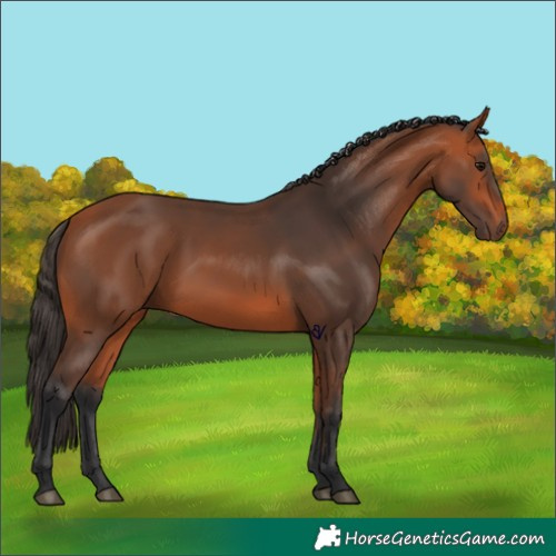 Horse Color:Bay 