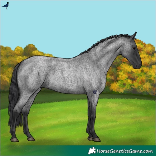 Horse Color:Blue Roan 